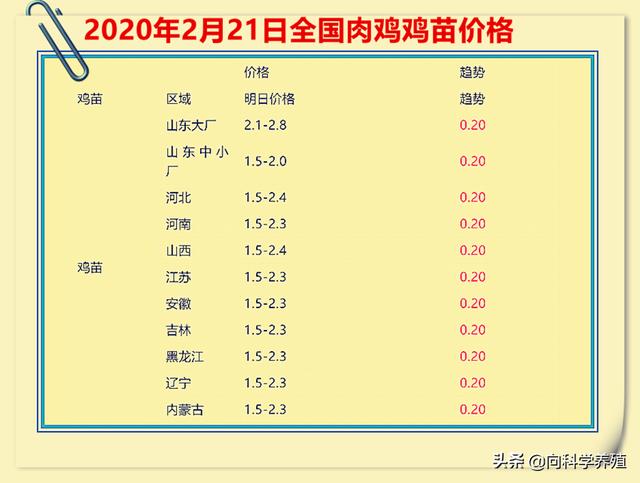 最新鸡苗价格动态与市场走势分析