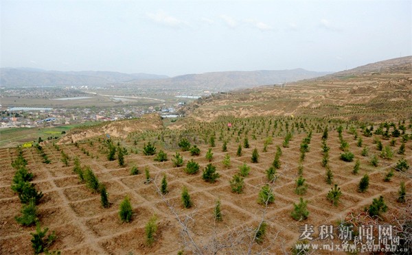 麦积镇最新项目——地方发展的璀璨明珠