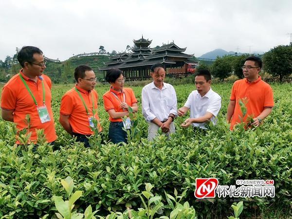 鹤城区科技局最新动态发布