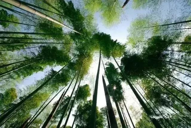 风中雨荷