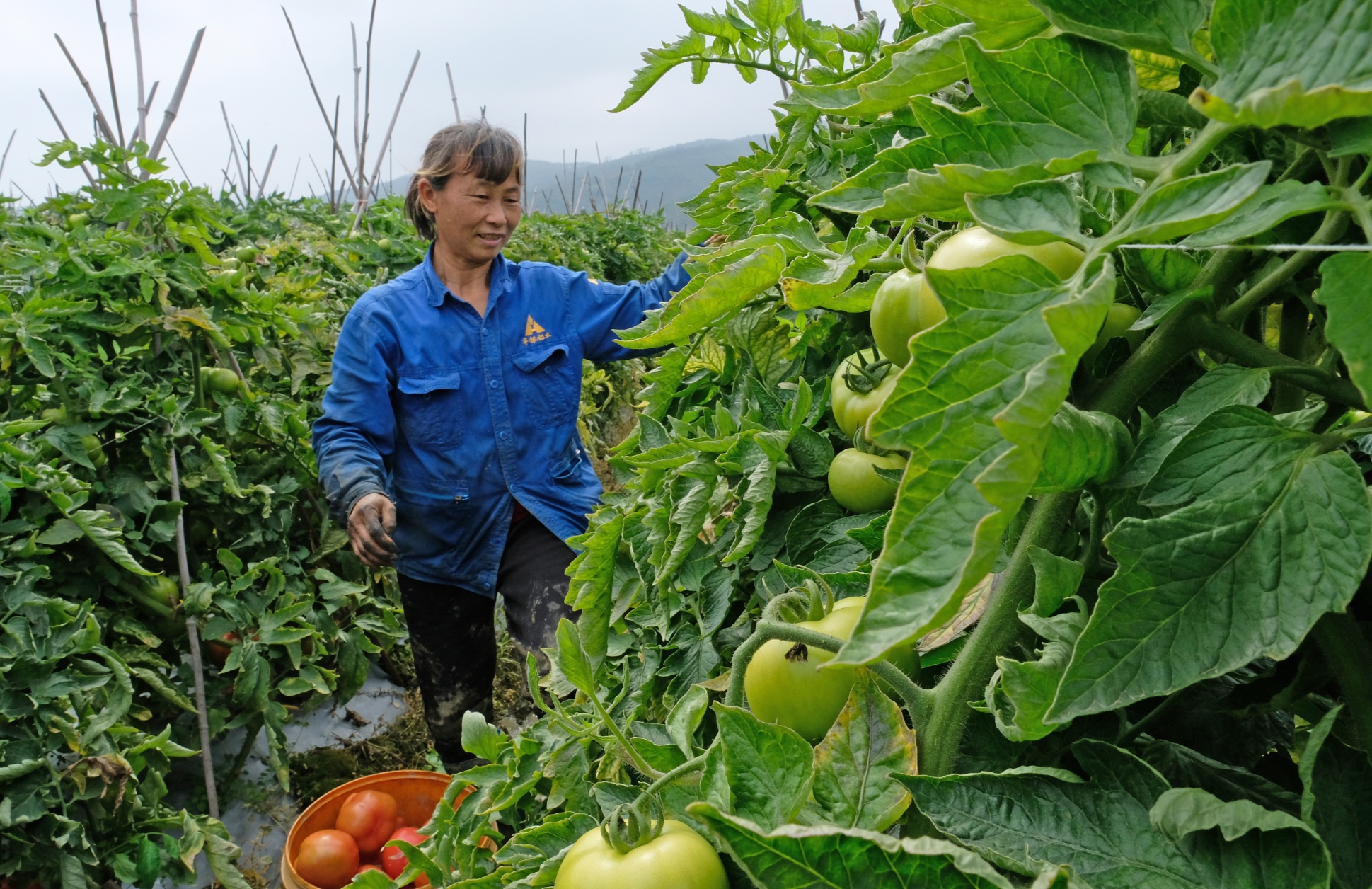 王中王免费资料大全料大全一精准,最新核心解答落实_桌面版1.226